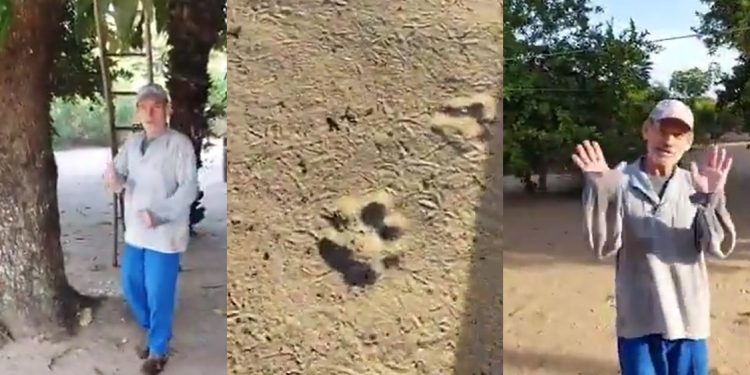 Vídeo: onça come caseiro após ele gravar vídeo das suas pegadas