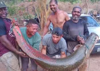 Pirarucu da Amazônia com mais de 2 metros aparece nadando no Rio São Francisco, na Bahia