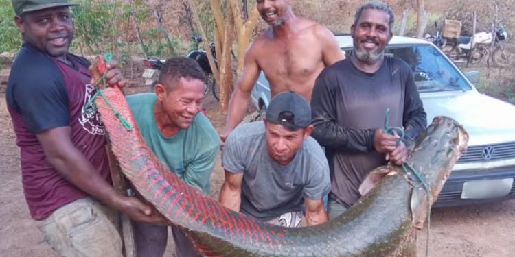 Pirarucu da Amazônia com mais de 2 metros aparece nadando no Rio São Francisco, na Bahia