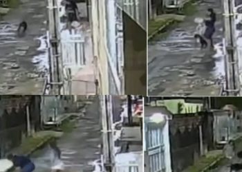 Vídeo: pit bull pula na jugular de cachorrinho que passeava na rua em Manaus