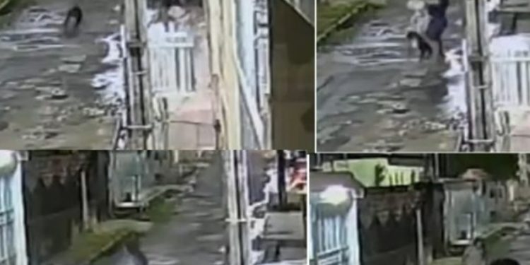 Vídeo: pit bull pula na jugular de cachorrinho que passeava na rua em Manaus