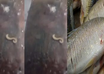 Vídeo: pescador encontra verme dento do jaraqui e faz alerta no Amazonas