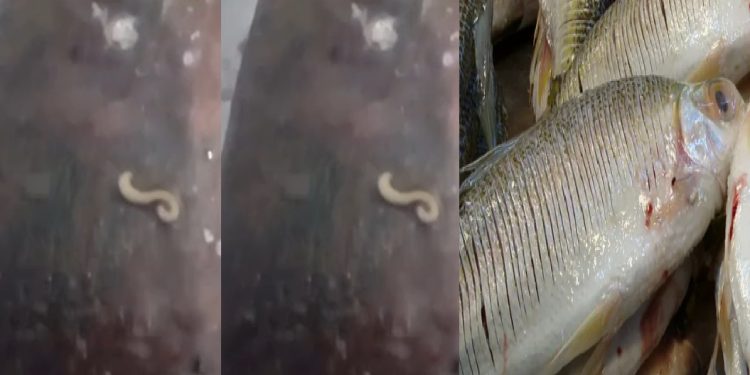 Vídeo: pescador encontra verme dento do jaraqui e faz alerta no Amazonas