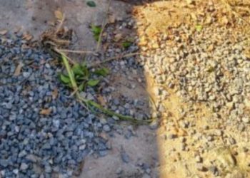 Mulher fica com feriment0s graves após ser atacada por Pitbull; veja