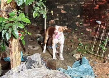 Na casa da babá, bebê de 3 meses m0rr3 após ser atac4do por pitbull