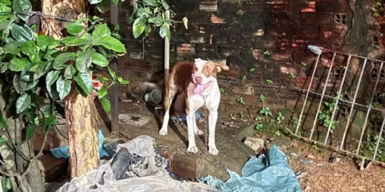 Na casa da babá, bebê de 3 meses m0rr3 após ser atac4do por pitbull