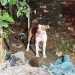 Na casa da babá, bebê de 3 meses m0rr3 após ser atac4do por pitbull