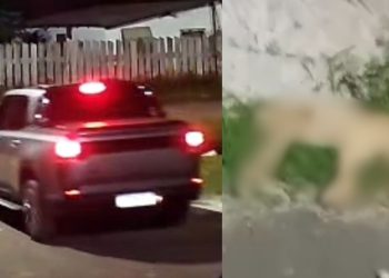 Motorista gera revolta após mat4r cachorro atr0pelado em Itacoatiara; ele fugiu em seguida