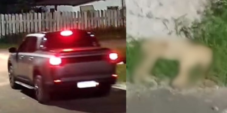 Motorista gera revolta após mat4r cachorro atr0pelado em Itacoatiara; ele fugiu em seguida