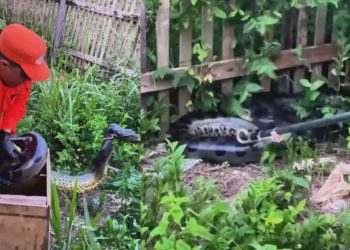 Vídeo: Sucuri de 3,5 metros é encontrada em quintal de residência no interior do Amazonas