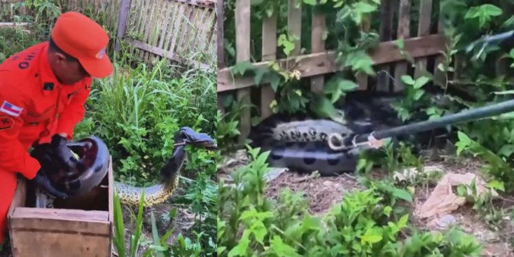 Vídeo: Sucuri de 3,5 metros é encontrada em quintal de residência no interior do Amazonas