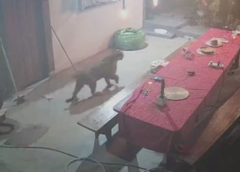 Vídeo: Homem se assusta ao olhar pelas câmeras e flagrar onça em seu sítio em Presidente Figueiredo