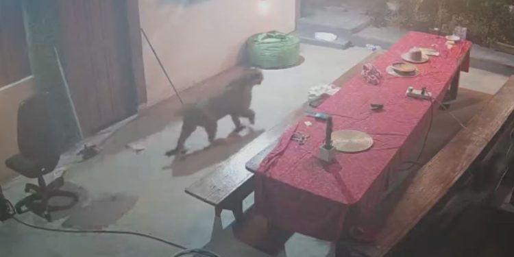 Vídeo: Homem se assusta ao olhar pelas câmeras e flagrar onça em seu sítio em Presidente Figueiredo