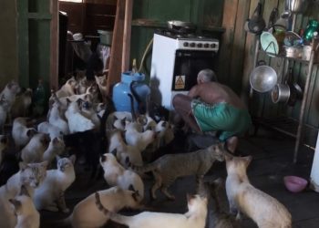 Mutirão emergencial castra 80 gatos acolhidos por casal de idosos no Careiro da Várzea