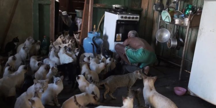 Mutirão emergencial castra 80 gatos acolhidos por casal de idosos no Careiro da Várzea