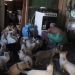 Mutirão emergencial castra 80 gatos acolhidos por casal de idosos no Careiro da Várzea