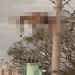 Vídeo forte: veja momento em que ladrã0 tenta arrancar fios do poste e m0rre de ch0que