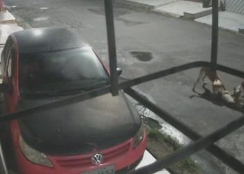 Vídeo: Pitbulls se juntam em Manaus e mat@m cadela na dentada no meio da rua 