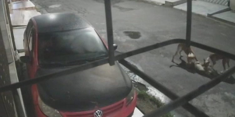 Vídeo: Pitbulls se juntam em Manaus e mat@m cadela na dentada no meio da rua 