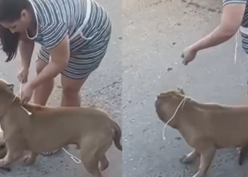 Vídeo: Moradores se rev0ltam com dona de Pitbull vendo animal m@tand0 gato em rua de Manaus