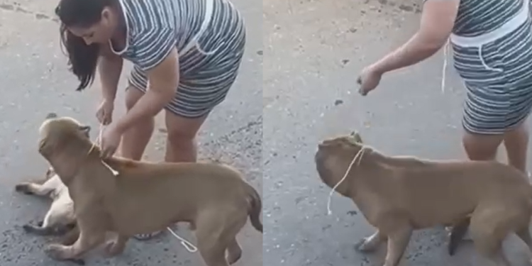 Vídeo: Moradores se rev0ltam com dona de Pitbull vendo animal m@tand0 gato em rua de Manaus