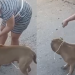 Vídeo: Moradores se rev0ltam com dona de Pitbull vendo animal m@tand0 gato em rua de Manaus