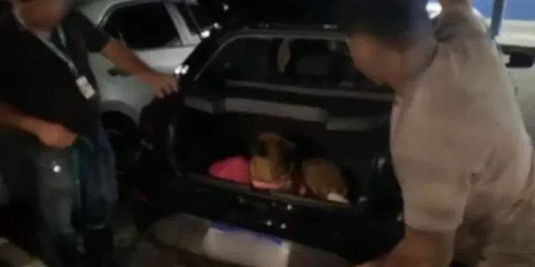Criminosos abandonam 28 kg de dr0gas e dois cães durante perseguiçã0 em Manaus