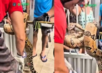 Vídeo: bombeiros do Amazonas gravam resgate de cobra dentro de casa na Zona Sul de Manaus