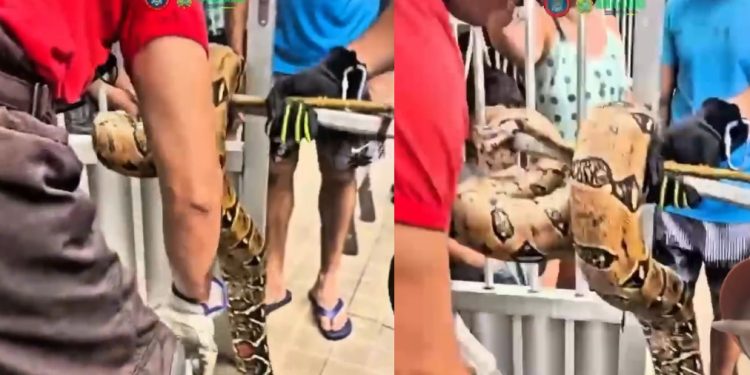 Vídeo: bombeiros do Amazonas gravam resgate de cobra dentro de casa na Zona Sul de Manaus