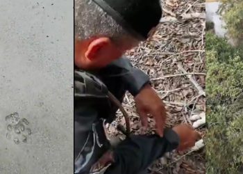 Turistas são retirados de cachoeira em Presidente Figueiredo após onça passear pela trilha