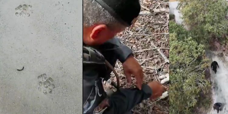 Turistas são retirados de cachoeira em Presidente Figueiredo após onça passear pela trilha