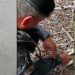 Turistas são retirados de cachoeira em Presidente Figueiredo após onça passear pela trilha