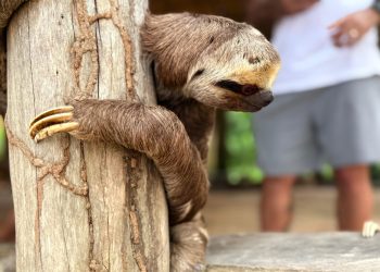 Polícia desarticula grupo que explora animais para turistas tirarem foto no AM
