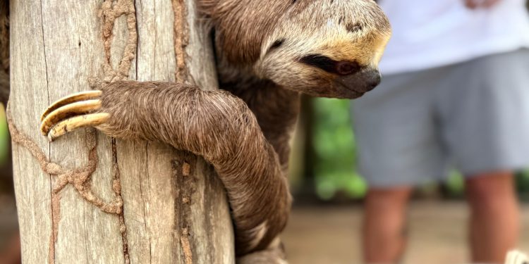 Polícia desarticula grupo que explora animais para turistas tirarem foto no AM