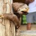 Polícia desarticula grupo que explora animais para turistas tirarem foto no AM