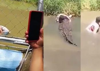 Vídeo: jovem pula na água para fazer foto com jacaré e caba virando almoço de crocodilo