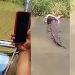 Vídeo: jovem pula na água para fazer foto com jacaré e caba virando almoço de crocodilo