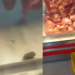 Supermercado Rodrigues confirma rato circulando em carnes e afirma ter descartado alimentos da área