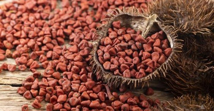Urucum: região Sul do Brasil reivindica e ganha patente de fruta típica da Amazônia