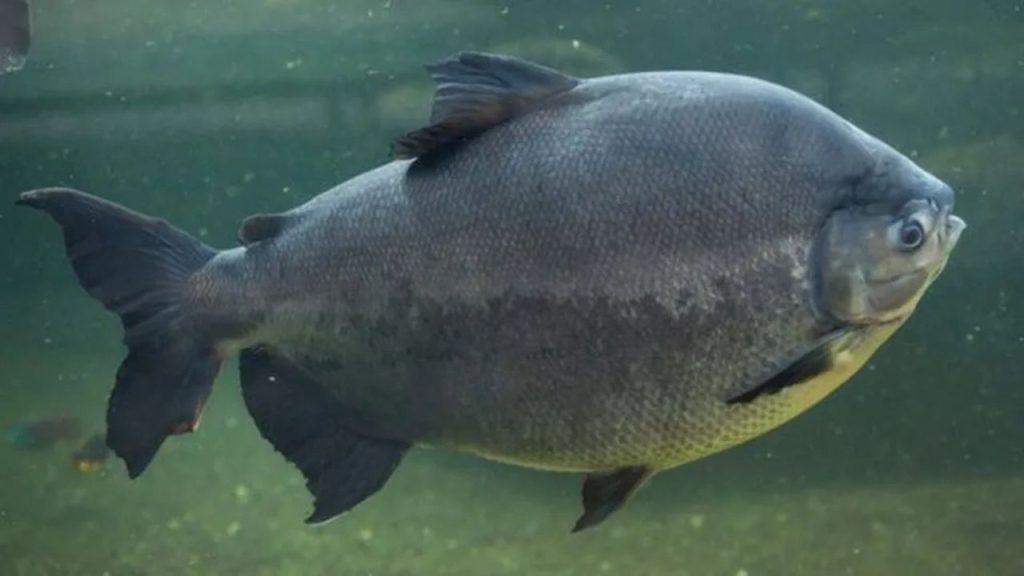 Tambaqui na lista de extinção? Discussão com Ministério da Pesca e Aquicultura preocupa setor produtivo