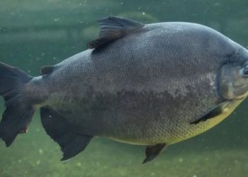 Tambaqui na lista de extinção? Discussão com Ministério da Pesca e Aquicultura preocupa setor produtivo