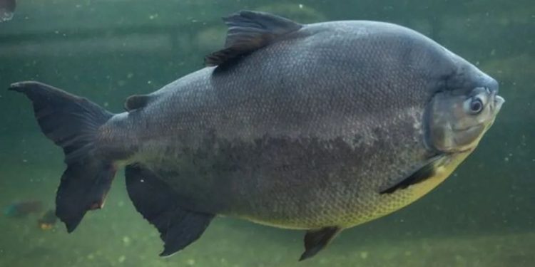 Tambaqui na lista de extinção? Discussão com Ministério da Pesca e Aquicultura preocupa setor produtivo