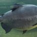 Tambaqui na lista de extinção? Discussão com Ministério da Pesca e Aquicultura preocupa setor produtivo