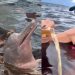 'Sem noção': influenciadora joga cerveja no rio para atrair botos em Manaus e é massacr4da na internet