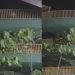 Vídeo: Trio é flagrado no 'troca-troca' na passarela próximo do Amazonas Shopping