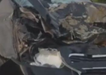 Vídeo: Em Itacoatiara, taxista fica ferid0 ao atr0pelar búfalo que invadiu a pista