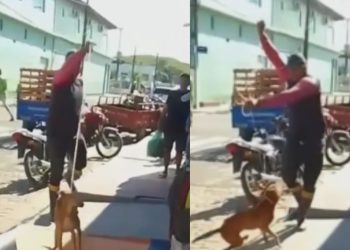 Denúncia: vídeo mostra cachorro sendo laçado como gado no interior do Amazonas