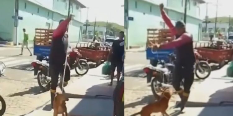 Denúncia: vídeo mostra cachorro sendo laçado como gado no interior do Amazonas