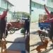 Denúncia: vídeo mostra cachorro sendo laçado como gado no interior do Amazonas