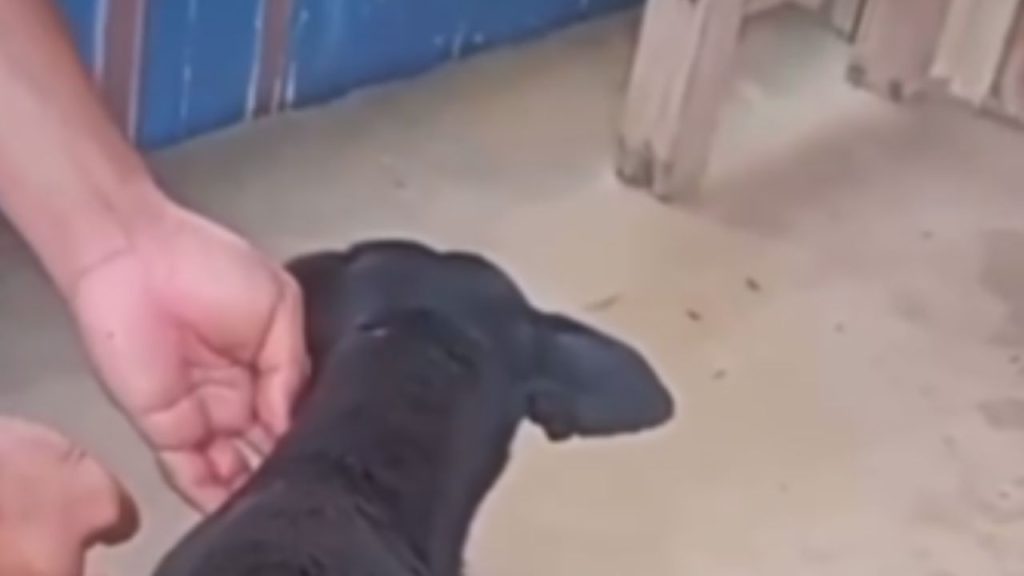 Veja: Cachorro fica com terçado cravado no corpo após homem se irritar com latido no AM